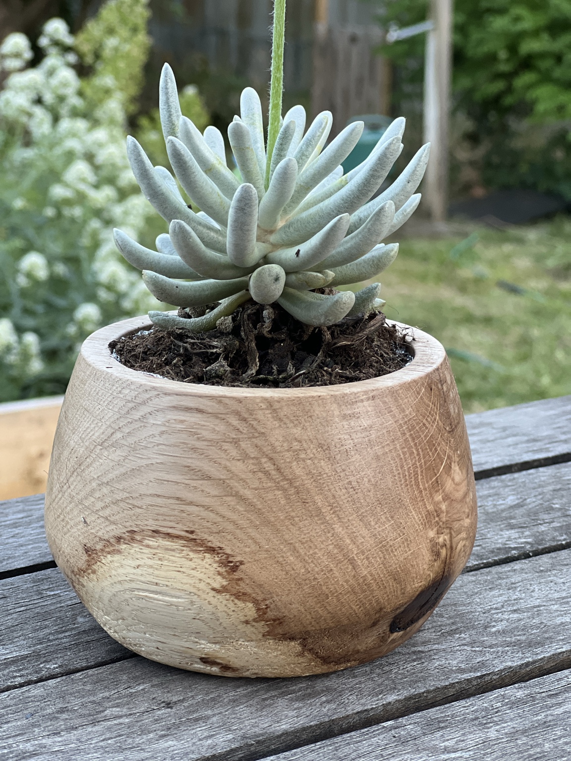 Seconde vue du cache-pot tourné en chêne avec une plante grasse