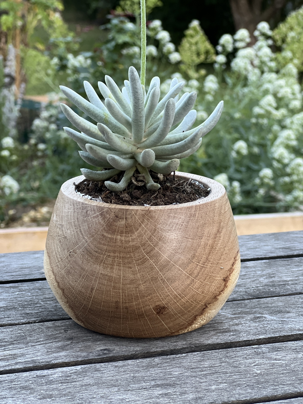 Cache-pot tourné en chêne avec une plante grasse