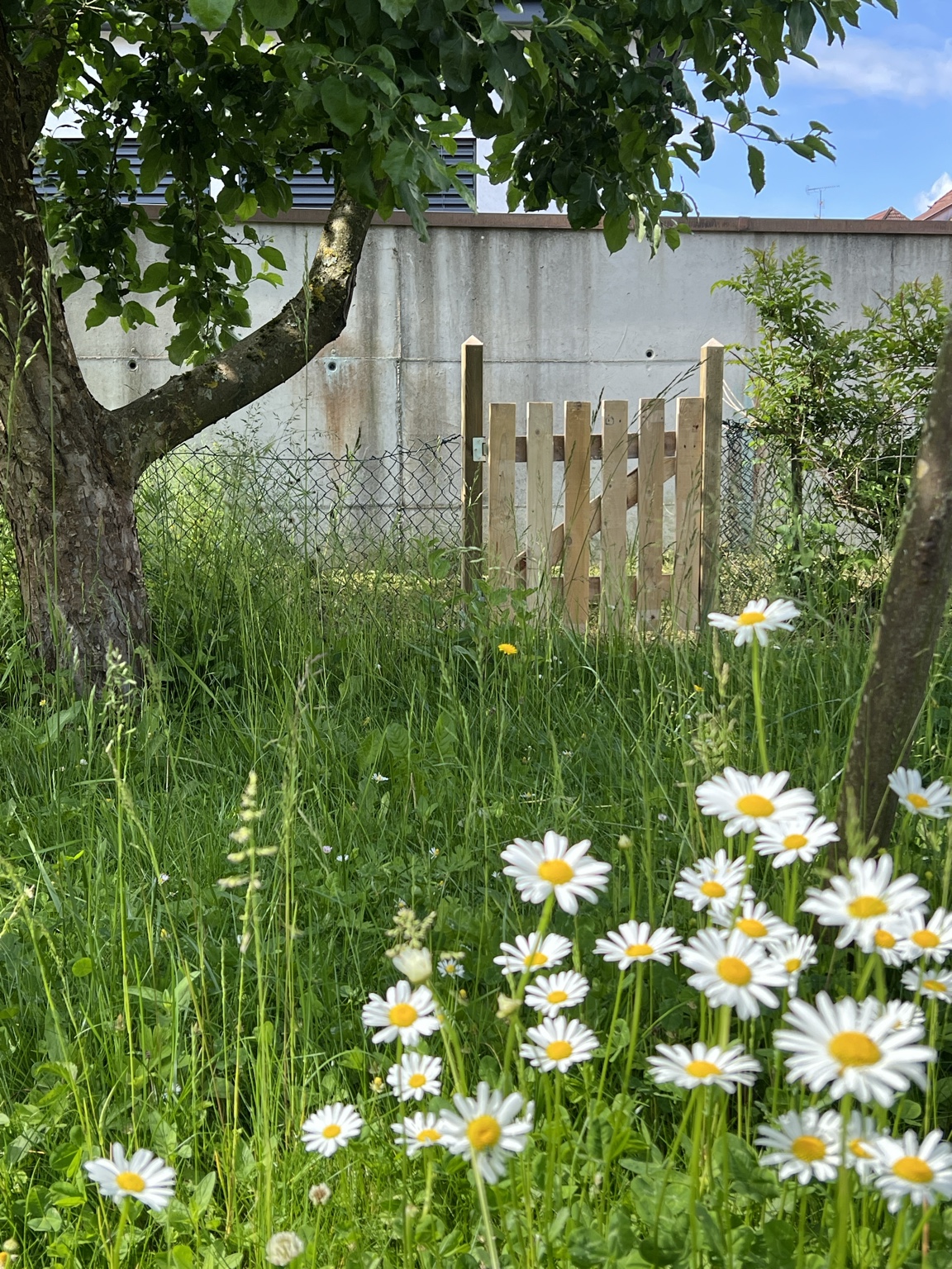 Portail de jardin en bois recyclé aperçu à travers une prairie de marguerites